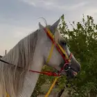 حصان للبيع