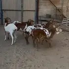 شياه برابر للبيع