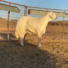 مشروع فحل صنف