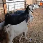 معزا