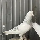 حمام تركي الوان جميلة