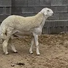فحل صنف