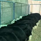 بهم نجد فاخر شعره رقم واحد