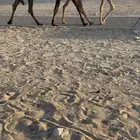 عرض فرديه نادره