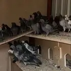 حمام طرح جديد شرط
