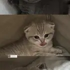قطط سكوتش فولد