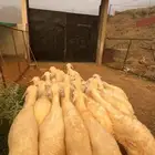 طليان ورخال