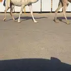 للبيع القحه البكر الوضحى