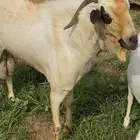 تيس فحل
