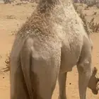 بكره فل شحم