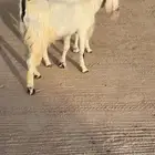 تيس وجفره اخوان ومراح واحد وصنف الصنف