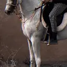 حصان عربي والبيع شعبي