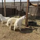 طليان وتيوس وسواكن ذبائح للبيع كاش و تمارا و أمكان مع الذبح