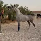 متوفر لدينا ايواء خيل في ديراب ( وتجهيز خيل الشو )