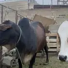للبيع بقر