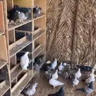 للبيع حمام زاجل