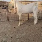 تيس مطور جذع ابرص