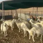 غنم حريات مراح واحد للبيع
