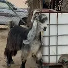 فحل عارضي