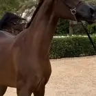 فرس واهو جمال للبيع