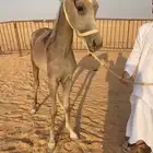مهر شعبي شيخ