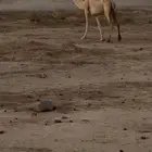 للبيع رحول وضحاء خلفه تحتها بكره