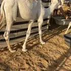 قعدان قصب العدد 3