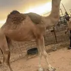 ضريبه حمراء