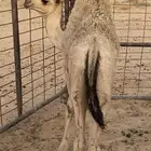 حيران حليب