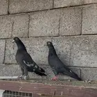 زوج رامبوري ( تم البيع )