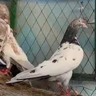 للبيع اجواز حمام بكستاني فواخر طيور قويه