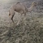 بكره طيبه للبيع