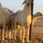 فحل مشروط