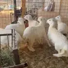 بهم حري