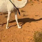 معشر ولقحه كسوب وخلفه طيبه