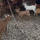 معزا جنوبية تهاميه عنز مع الفحل