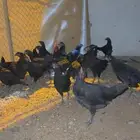 دجاج بلدي اسود صك