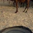 للبيع حقه قصب