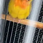 عصور طير روز اصفر لونه