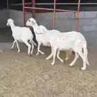 ضان للبيع