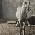 خيل مهر