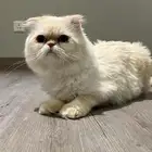 بسه