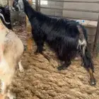 عنز عارضيه دافع وعلى السونار
