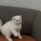 كيتن سكوتش فولد وستريت