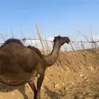 ناقه مجهم كفو باخره على جميع الشروط