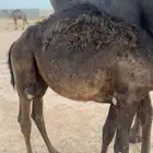بكره مجهم للبيع