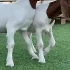 تيس وجفرة بورقت دم صافي بيور
