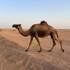 للبيع لقحه
