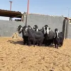 معزا عوارض صنف