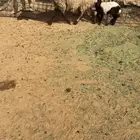 نعيميه تحتها خروف